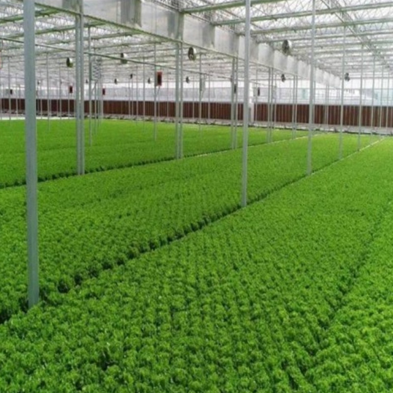 Deep liquid flow hydroponic leafy vegetable growing system
