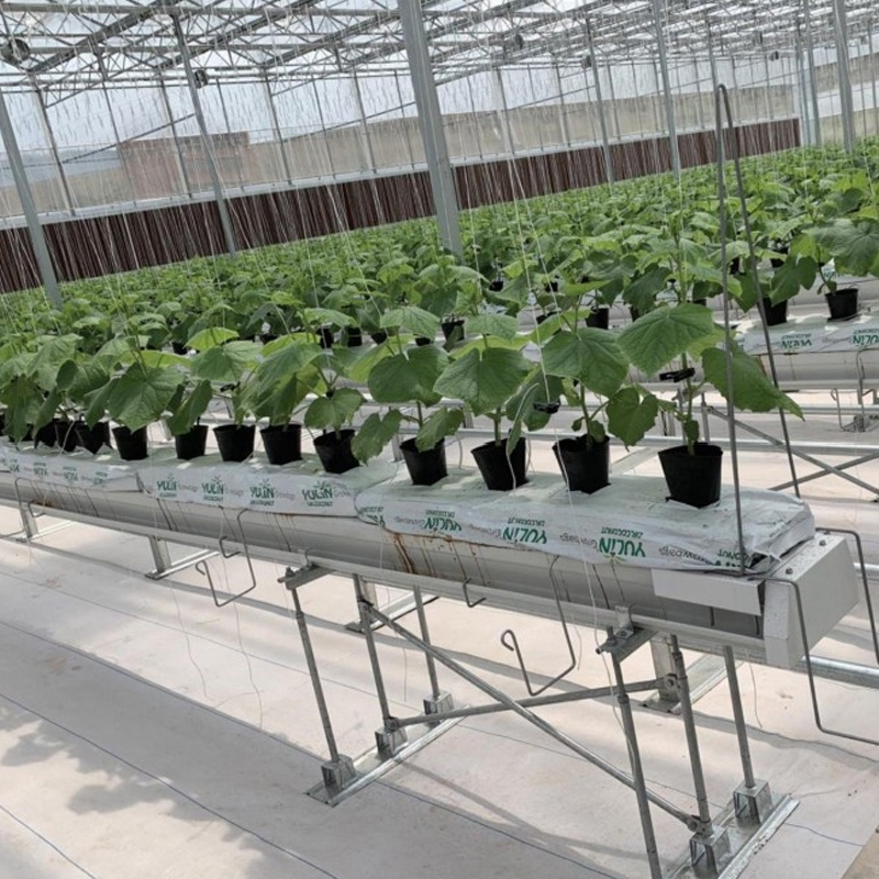 Bracket-type Tomato and Solanaceous Fruit-Specific Cultivation Trough Planting System