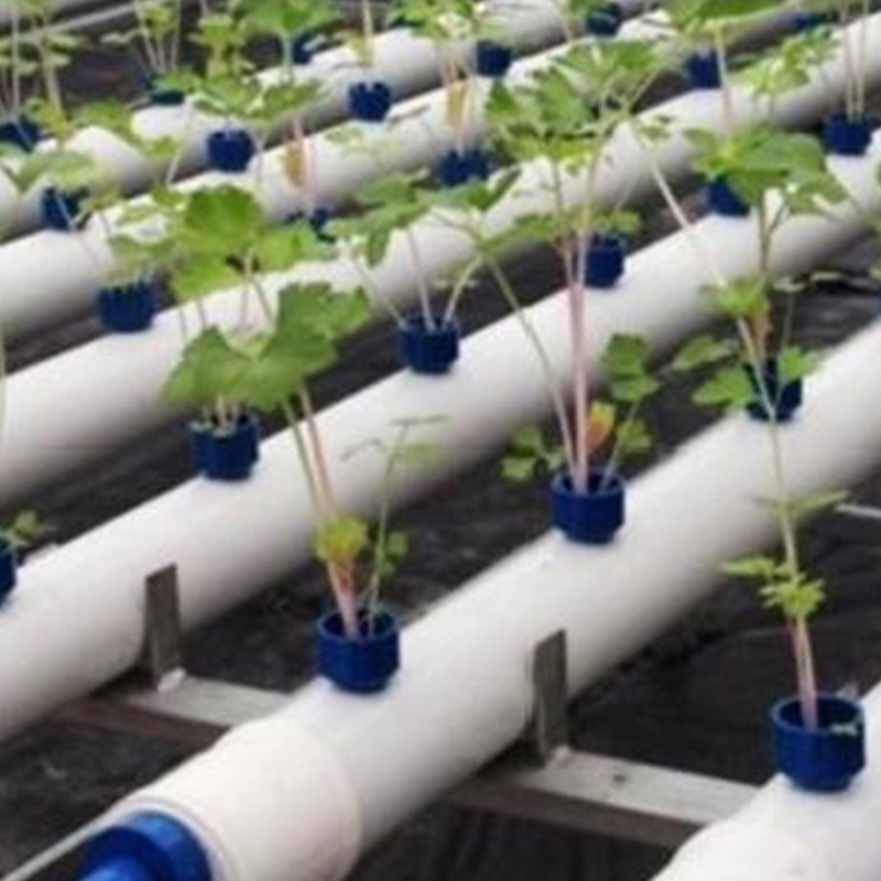 Flat pipe cultivation system