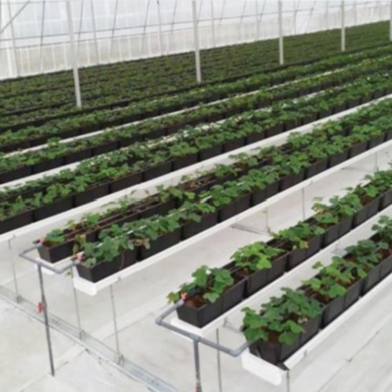 Double-row strawberry cultivation and planting system
